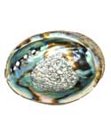 Abalone Shell